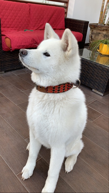 Polka, husky en Pawnder
